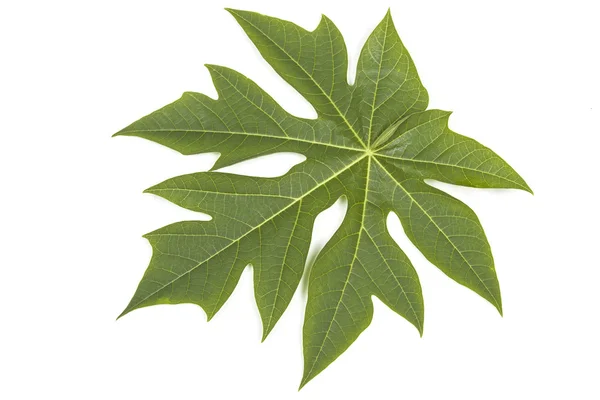 Folha de Pawpaw verde em branco — Fotografia de Stock
