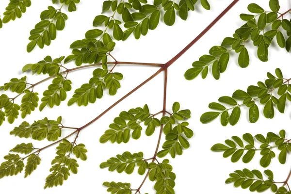 Foglie verdi e macchie gialle di Moringa Tree 2 — Foto Stock