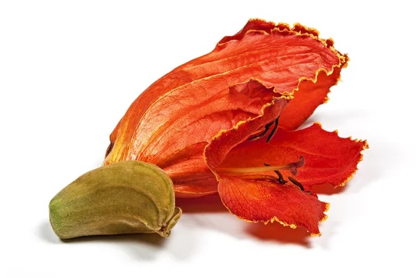 Close Up de Flor de Árvore de Chama Africana Colorida Brilhante — Fotografia de Stock