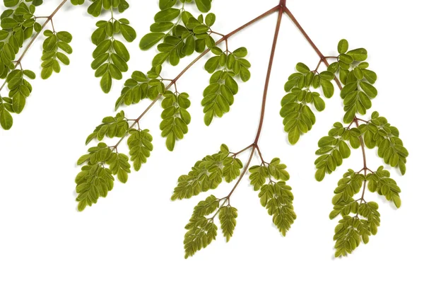 Grüne Blätter und gelbe Flecken des Moringa-Baumes 1 — Stockfoto