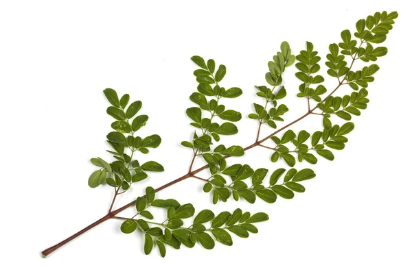 Green Leaves and Yellow Speckles of  Moringa Tree 5 — Stock Photo, Image