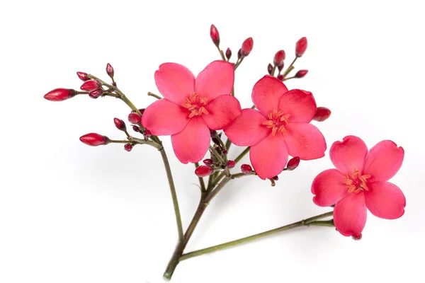 stock image Red Flowers Buds and Stems Studio Shot 2