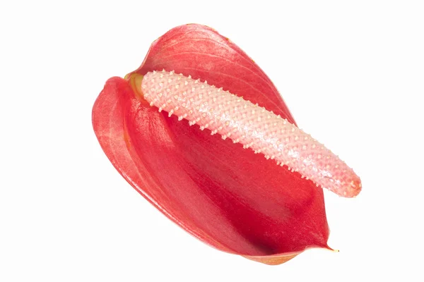 Studio Shot of Red Anthurium Flower and Anther 1 — Stock Photo, Image