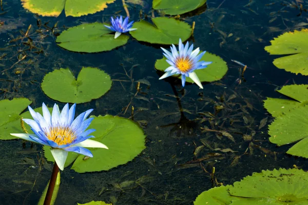 Flores de Loto Azul con Almohadillas Lilly Verdes en el Estanque —  Fotos de Stock