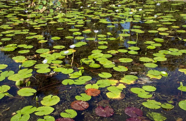 Lilly прокладки на ставок з чистою водою — стокове фото