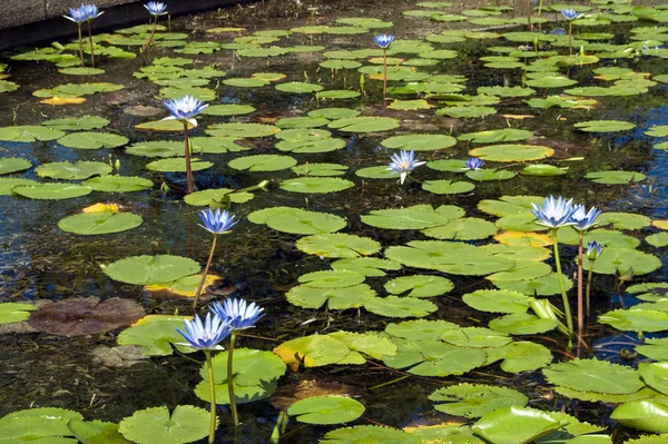 Λίμνη γεμάτη από Lilly μαξιλάρια με μπλε λουλούδια — Φωτογραφία Αρχείου