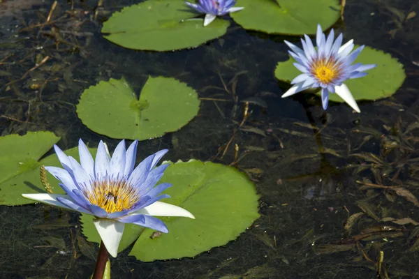 Almohadillas de Lilly verde en estanque con flores de loto azul —  Fotos de Stock