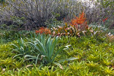 Doğal bitki ve çiçek arka planda Botanik Bahçesi