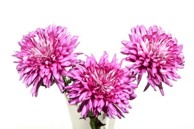 Cam vazoda Üç Kişilik pembe krizantem