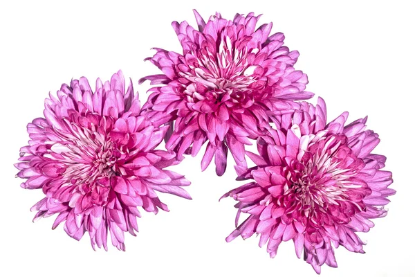 Three Large Double Pink Chrysanthemums on White — Stock Photo, Image