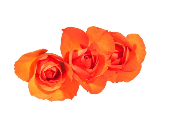 Three Bright Orange Rosebuds on Wite Background — Stock Photo, Image