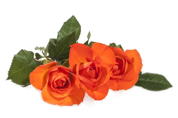 Three Bright Orange Roses on Green Leafy Stems — Stock Photo, Image