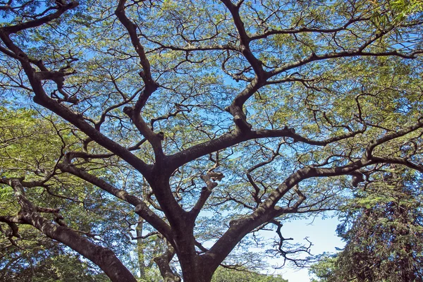 Visión general de las ramas y hojas de colores contra el cielo azul — Foto de Stock