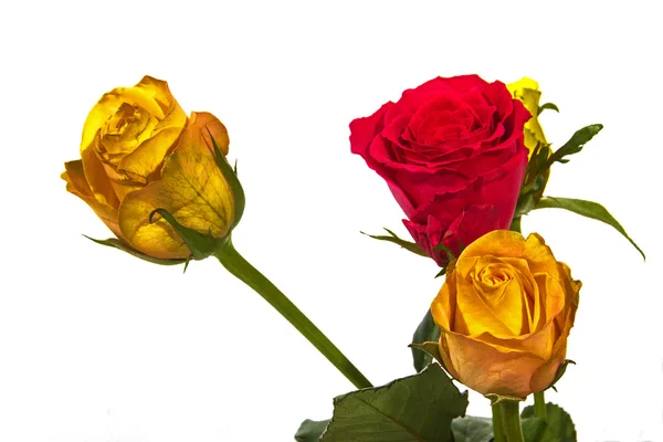 Yellow and Red Roses on White Background — Stock Photo, Image