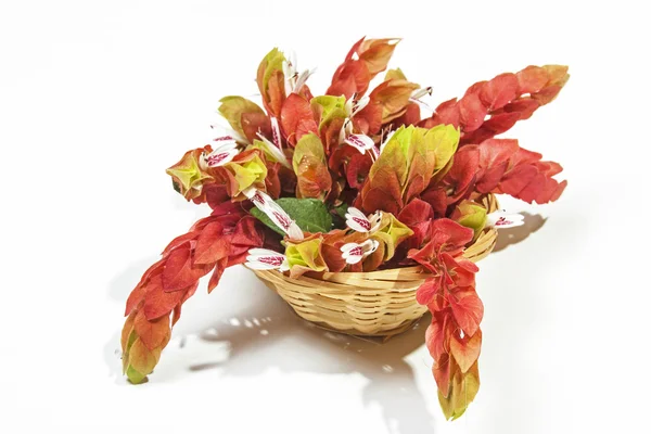 Exibição de flores de camarão rosa em cesta de vime — Fotografia de Stock