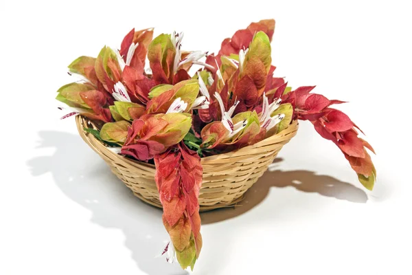 Display of Pink Prawn Flowers in Woven Wicker Basket — Stock Photo, Image