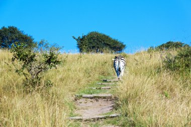 Hiking Trail doğa rezerv yürürken zebra