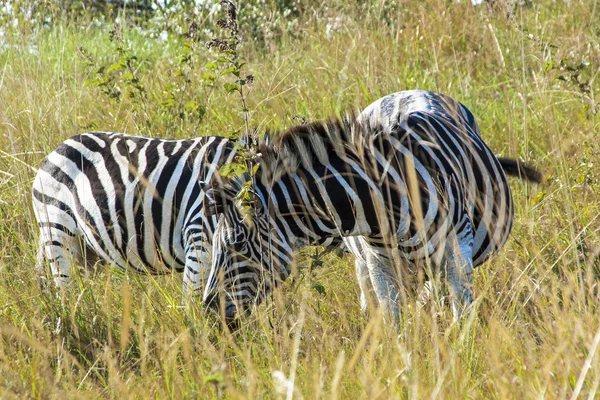 Close up of Two  Zebras  Grazing on Dry Winter Grass — Stock Photo, Image