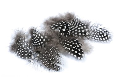 Benekli kabarık tavuk tüyleri topluluğu