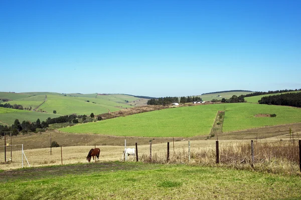 Paisaje Granja Vista de caballos y campos de caña de azúcar — Foto de Stock