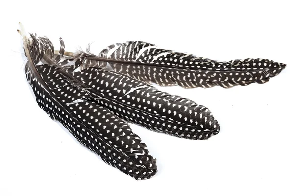 Three Spotted Black and White Guinea Fowl Feathers — Stock Photo, Image