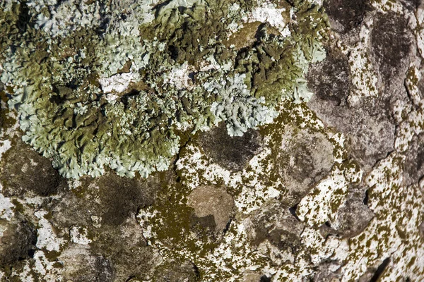 Textura de hongo de liquen y musgo cubierto superficie dimpled — Foto de Stock