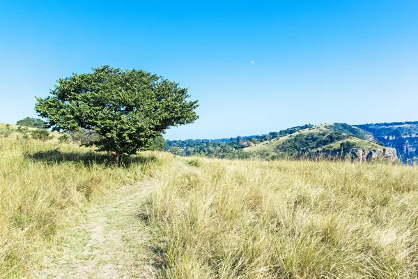 Sendero que conduce a través de pastizales de invierno junto a un solo árbol — Foto de Stock