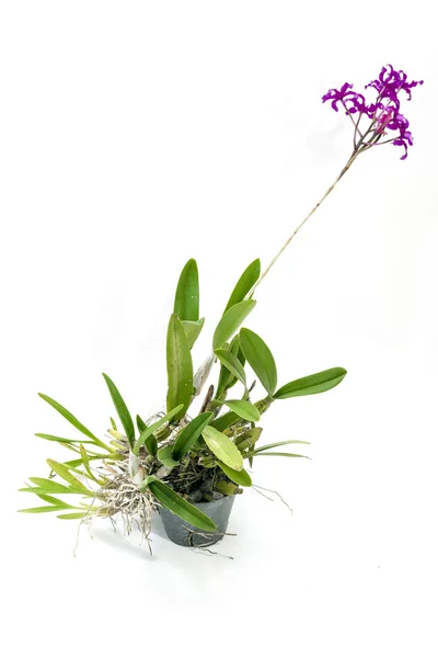 Hybridní orchidej s fialové květy na dlouhém stonku — Stock fotografie