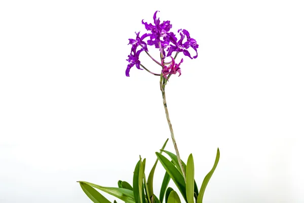 Haste de Fowers roxo na orquídea híbrida — Fotografia de Stock
