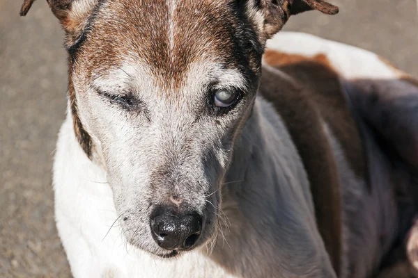 Yaşlı safkan Jack Russell gözünde katarakt ile — Stok fotoğraf