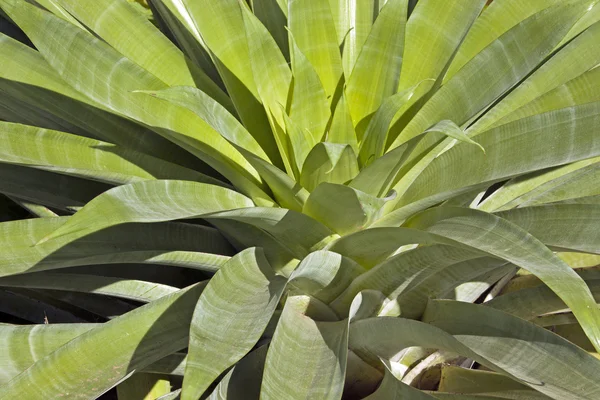 Gros plan Motifs et textures des feuilles de plantes succulentes — Photo