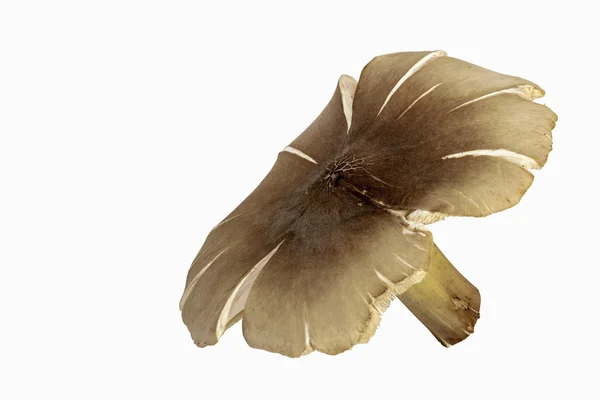 Isolated Studio Shot of Wild Mushroom and Stem — Stock Photo, Image