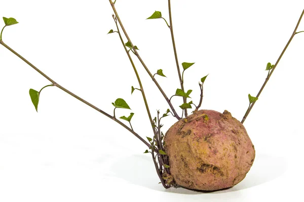 Tutup Studio Shot of Sprouting Sweet Potato Shoots — Stok Foto