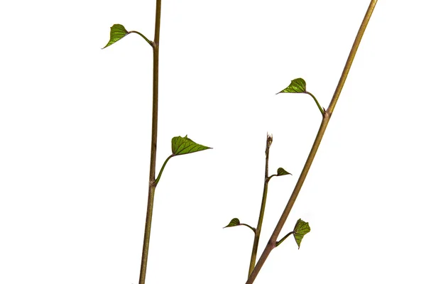 A fiatal és zöld levelei Verticle megtekintése — Stock Fotó