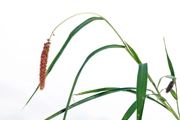 Macierzystych zielonej trawy z ucha proso czerwone — Zdjęcie stockowe