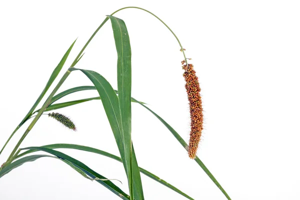 Herbe verte avec oreille de graines de millet rouge — Photo