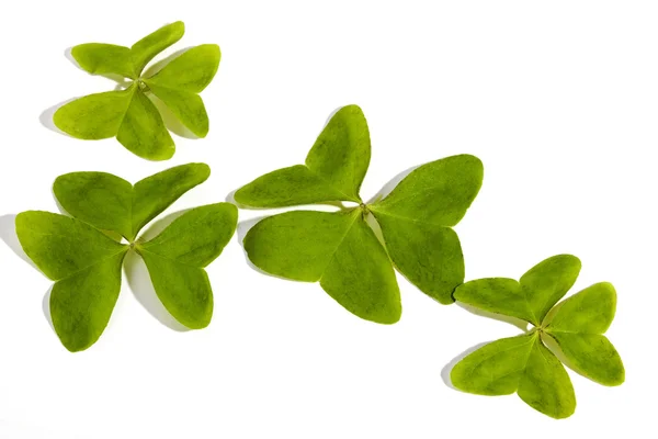 Four Bright Green Clovers on White Background — Stock Photo, Image