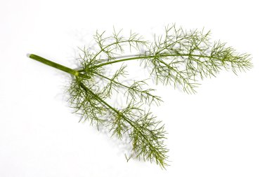  Üç yeşil sapları ve yaprakları rezene bitki 