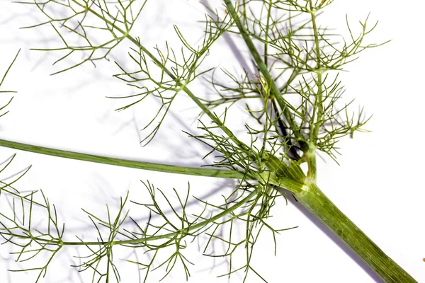 Stjälkar och blad av fänkål växt på vit — Stockfoto