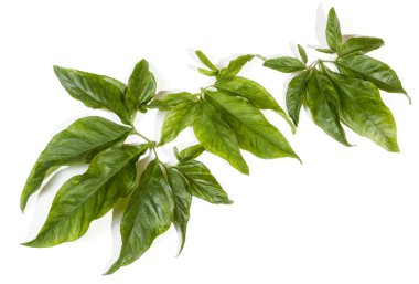 Bitki tırmanma görünümünü büyük dekoratif yaprakları