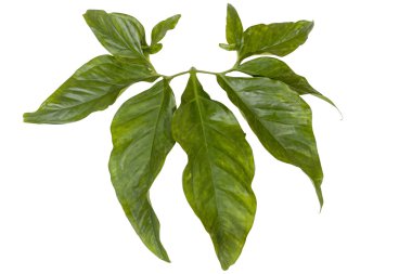 Büyük parlak dekoratif yaprakları yeşil kök bağlı