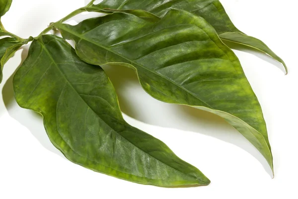 Stora dekorativa blad bifogas grön stam — Stockfoto