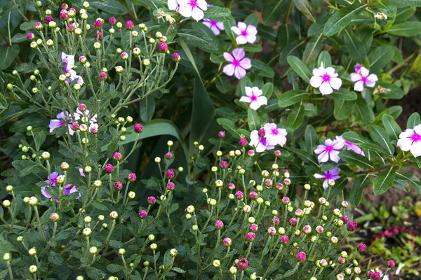 Oöppnade Chrystanthemum knoppar med rosa blommor i bakgrunden — Stockfoto
