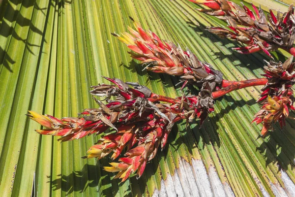 Dry Dying Flores em Damaged Palm Frond — Fotografia de Stock