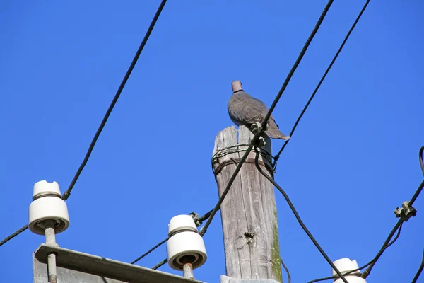 Güvercin tünemiş elektrik ağ kutup, yakın çekim — Stok fotoğraf