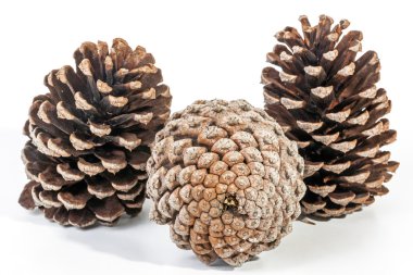 Üç eski çam kozalakları stüdyo çekim kümesi 