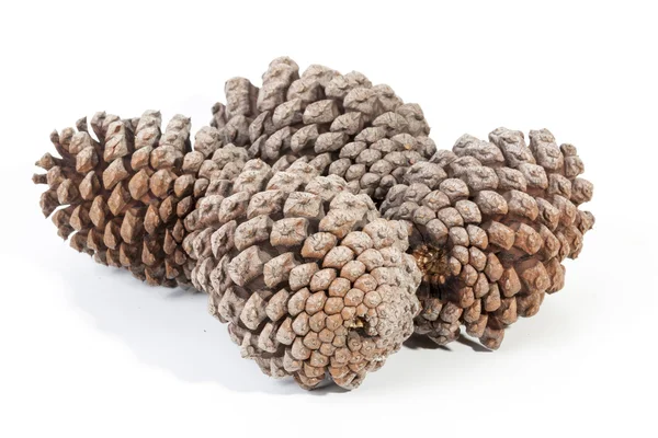 Studio Shot of Four Gathered Old  Pine Cones — Stock Photo, Image