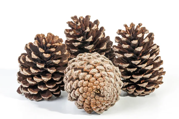 Studio Shot Cluster of Four Old  Pine Cones — Stock Photo, Image