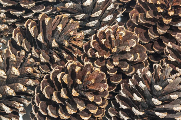 Abstract Close up Above View of Old Pine Cones — Stock Photo, Image