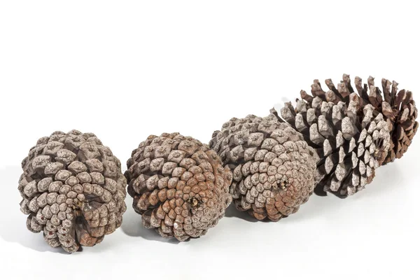 Tiro de estudio de cuatro conos de pino envejecidos — Foto de Stock